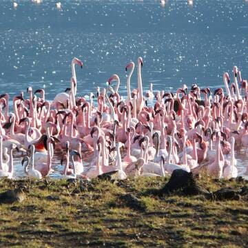 Kenya Lake System in the Great Rift Valley image 3