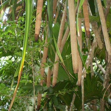 Vallée de Mai Nature Reserve image 14