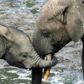 Sangha Trinational image 3