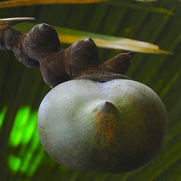 Vallée de Mai Nature Reserve image 19