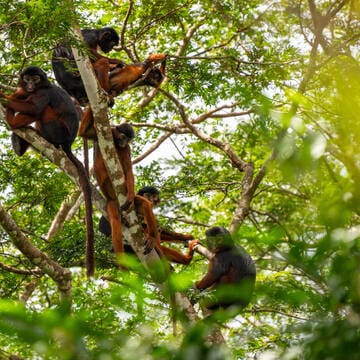 Gola-Tiwai Complex image 4