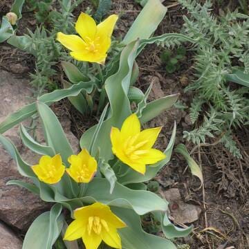 Western Tien-Shan image 42