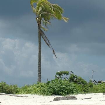 Tubbataha Reefs Natural Park image 10