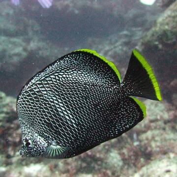 Ogasawara Islands image 8