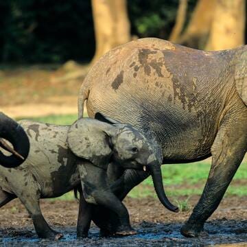 Sangha Trinational image 11