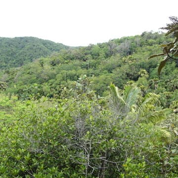 Vallée de Mai Nature Reserve