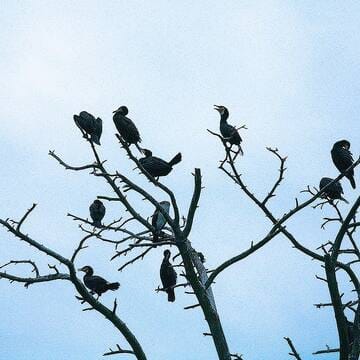 Curonian Spit image 21