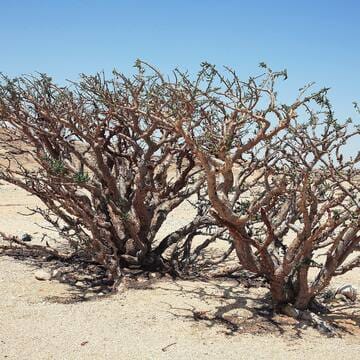 Land of Frankincense image 10