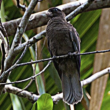 Vallée de Mai Nature Reserve image 21