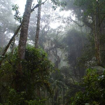 Talamanca Range-La Amistad Reserves / La Amistad National Park image 6