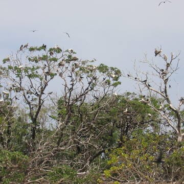 Tubbataha Reefs Natural Park image 3