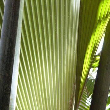 Vallée de Mai Nature Reserve image 2