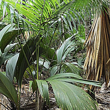 Vallée de Mai Nature Reserve image 18