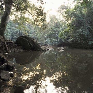Osun-Osogbo Sacred Grove image 3
