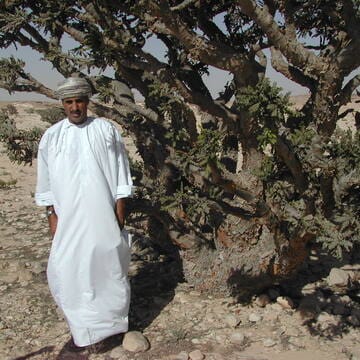 Land of Frankincense