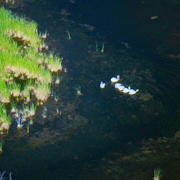 Wood Buffalo National Park image 5