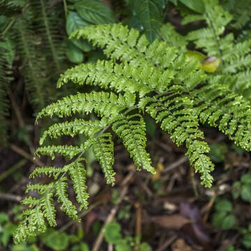 Talamanca Range-La Amistad Reserves / La Amistad National Park image 20