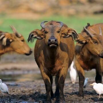 Sangha Trinational image 12