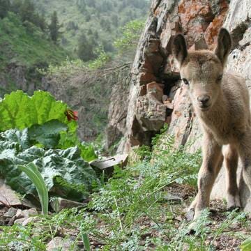 Western Tien-Shan image 26