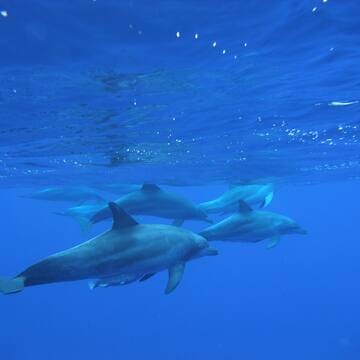 Ogasawara Islands image 15