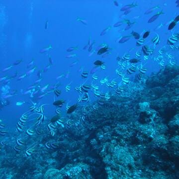 Ogasawara Islands image 14