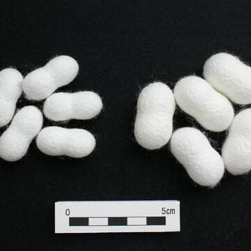 Tomioka Silk Mill and Related Sites image 39