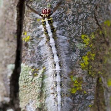 Chitwan National Park image 3