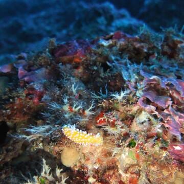 Ogasawara Islands image 17