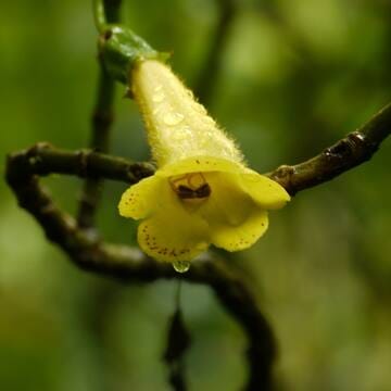 Talamanca Range-La Amistad Reserves / La Amistad National Park image 10