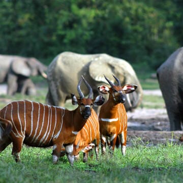 Sangha Trinational image 4