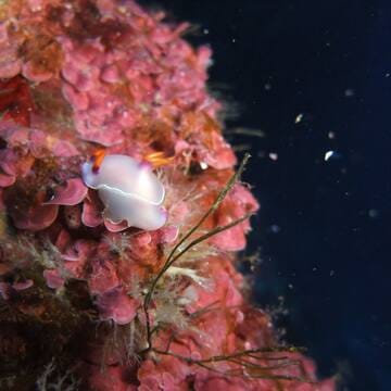 Ogasawara Islands image 18