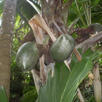 Vallée de Mai Nature Reserve image 13
