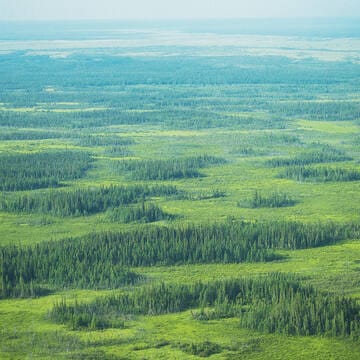Wood Buffalo National Park image 7