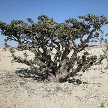 Land of Frankincense image 8