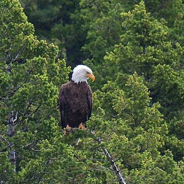 Waterton Glacier International Peace Park image 3