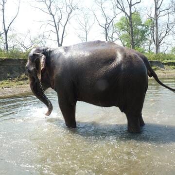Chitwan National Park image 17