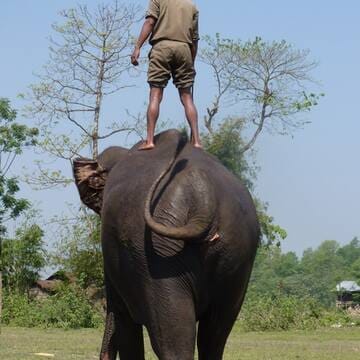 Chitwan National Park image 12