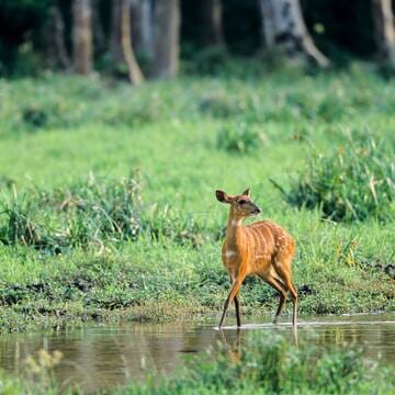 Sangha Trinational image 14