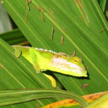 Vallée de Mai Nature Reserve image 7