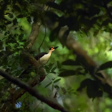 Gola-Tiwai Complex image 10